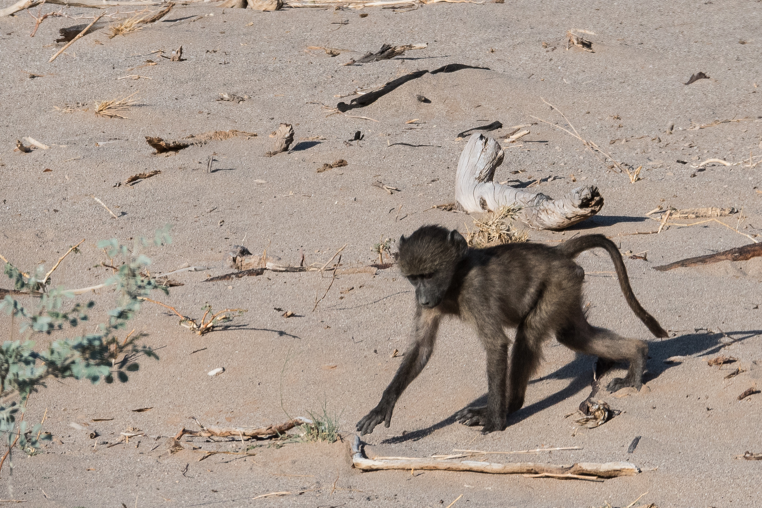 Chacma juvénile (Chacma baboon, Papio ursinus), Vallée de l'Hoanib, Koakaland, Région de Kunene, Namibie.
